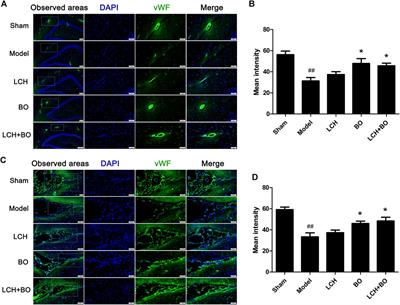 Synergic Neuroprotection Between Ligusticum Chuanxiong Hort and Borneol Against Ischemic Stroke by Neurogenesis via Modulating Reactive Astrogliosis and Maintaining the Blood–Brain Barrier